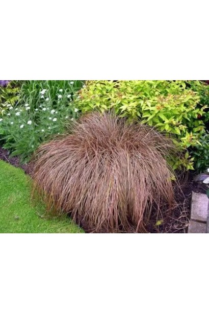 Carex petriei Milk Chocolate - декоративна трава з шоколадно-коричневим забарвленням.